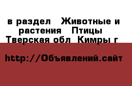  в раздел : Животные и растения » Птицы . Тверская обл.,Кимры г.